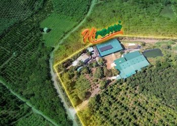 Đi ngược số đông, Hiromi chọn “thủy sâm” để mở lối đi riêng