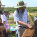 Rừng ngập mặn: Từ vị ngọt của mật ong đến sinh kế bền vững gắn với bảo tồn thiên nhiên